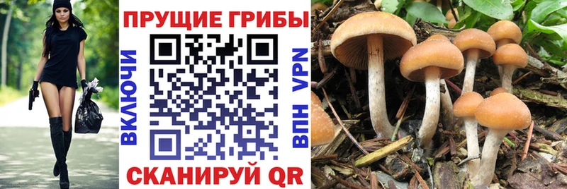 Галлюциногенные грибы Psilocybe  Купить закладки  Алексеевка 